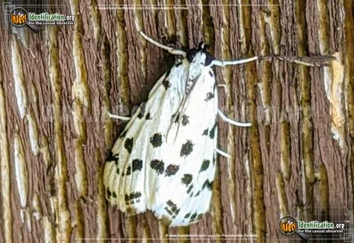 Spotted Peppergrass Moth - photo 2