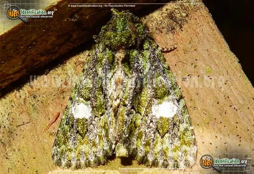 Spotted Phosphila Moth - photo 2