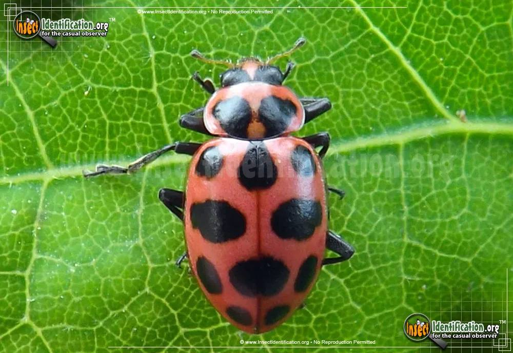 Spotted Pink Lady Beetle - Coleomegilla maculata lengi
