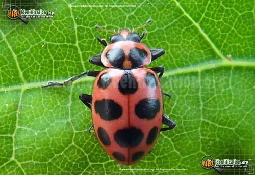 Spotted Pink Lady Beetle - photo 2