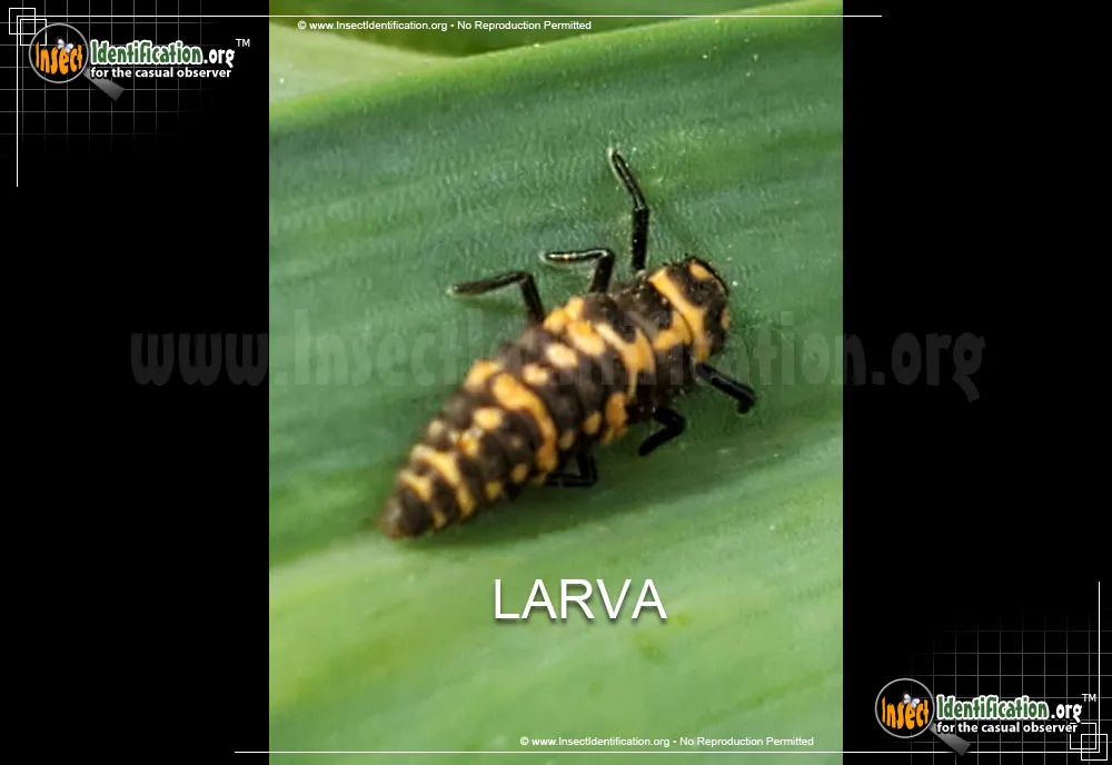 Spotted Pink Lady Beetle - photo 3