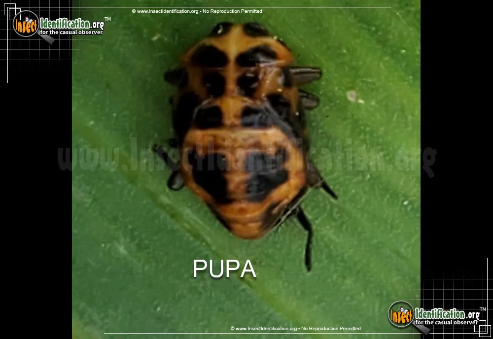 Spotted Pink Lady Beetle - photo 5