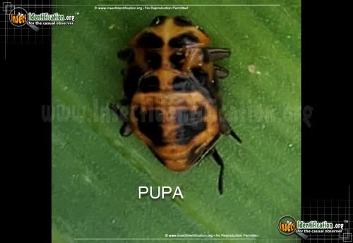 Spotted Pink Lady Beetle - photo 6