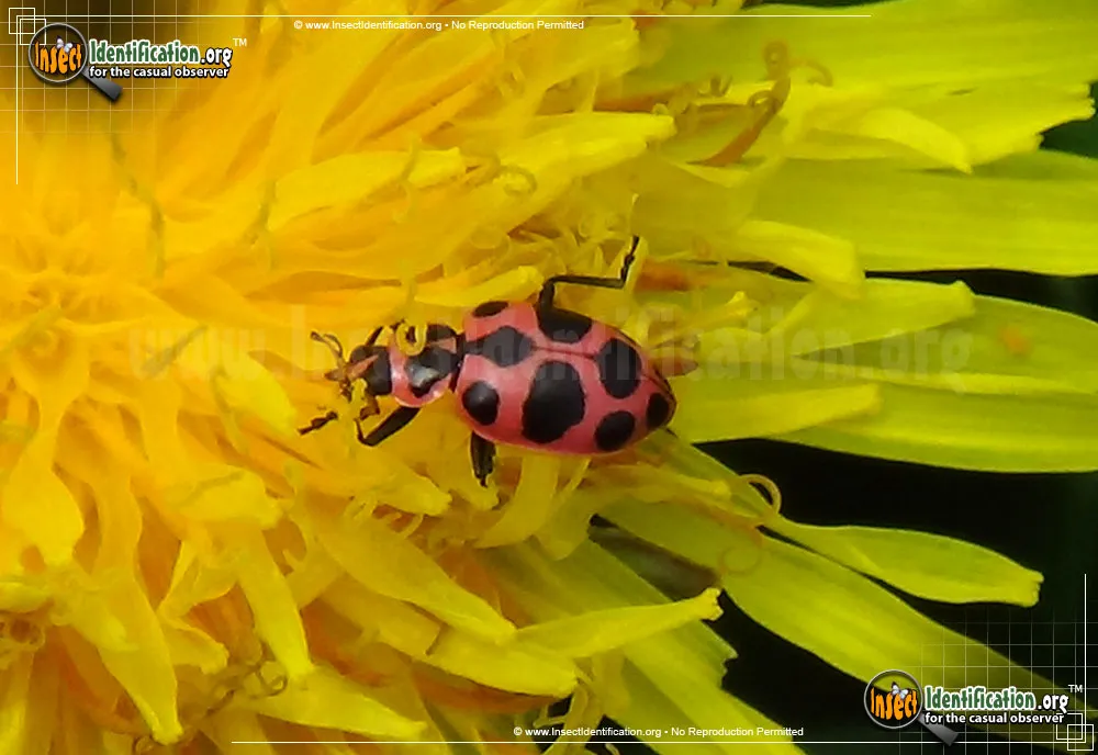 Spotted Pink Lady Beetle - photo 7