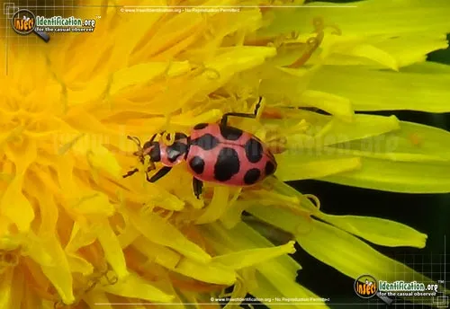 Spotted Pink Lady Beetle - photo 8