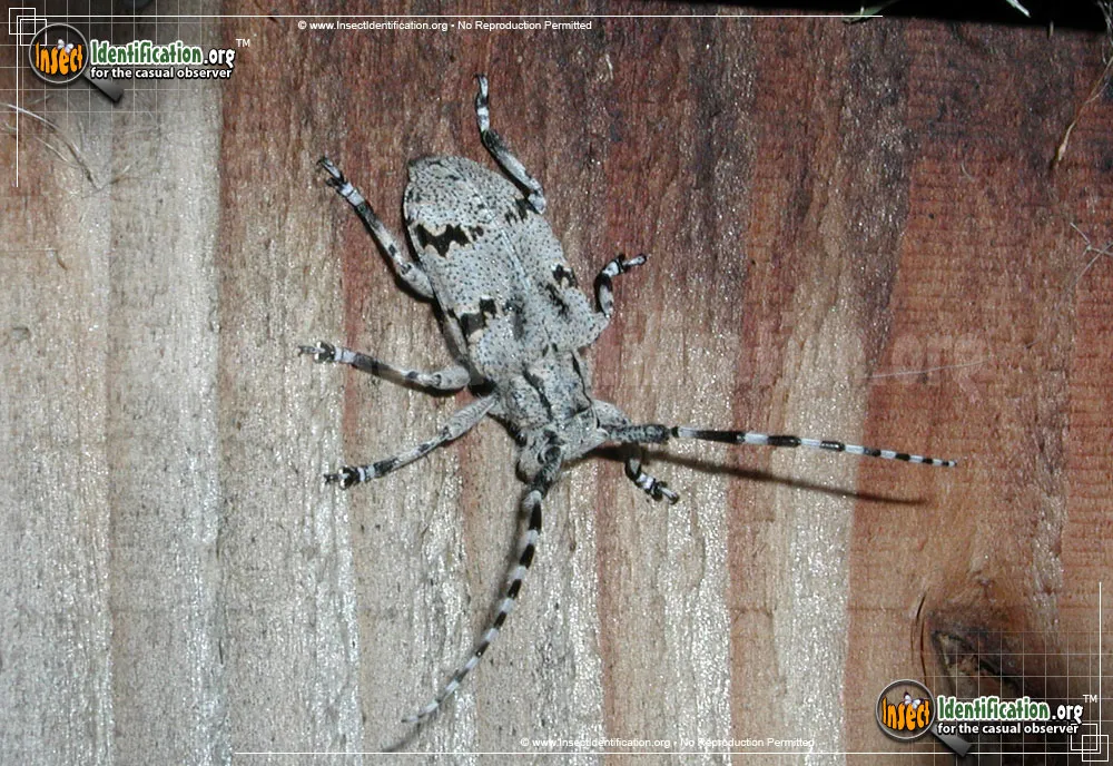 Spotted Tree Borer Beetle - Synaphaeta guexi