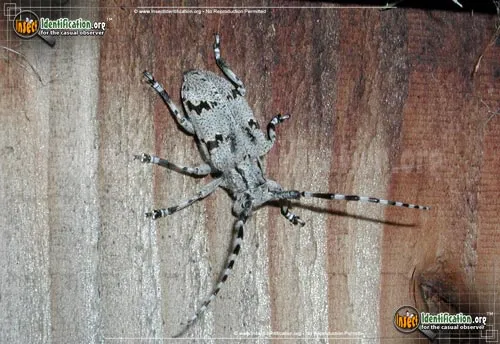 Spotted Tree Borer Beetle - photo 2