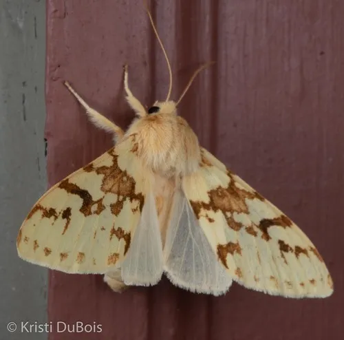 Spotted Tussock Moth - Lophocampa maculata
