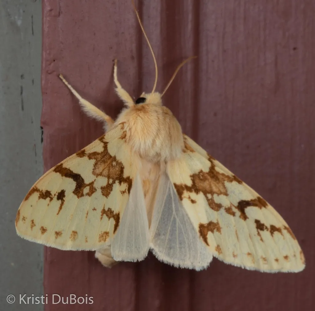 Spotted Tussock Moth - photo 2