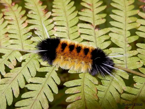 Spotted Tussock Moth - photo 4