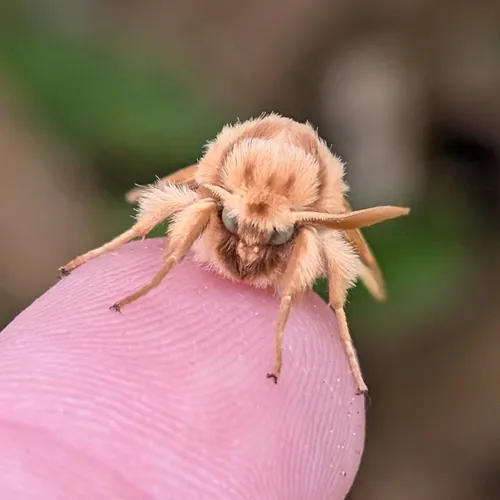 Spotted Tussock Moth - photo 5