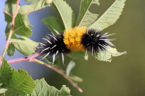 Spotted Tussock Moth - photo 6