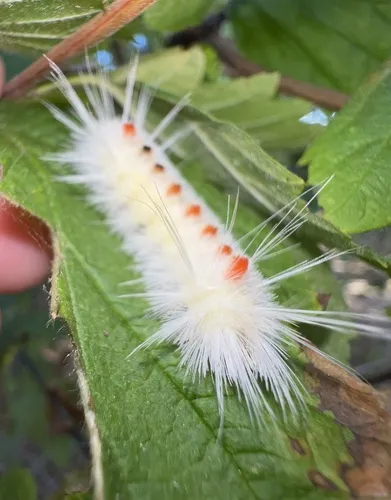 Spotted Tussock Moth - photo 7