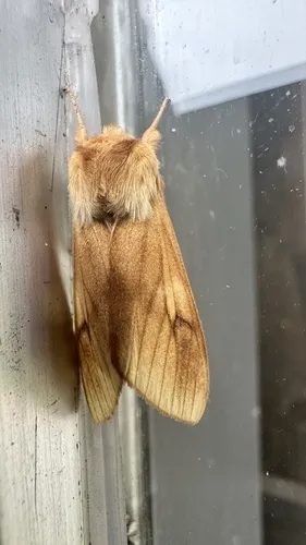 Spotted Tussock Moth - photo 8