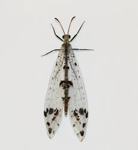 Spotted-winged Antlion