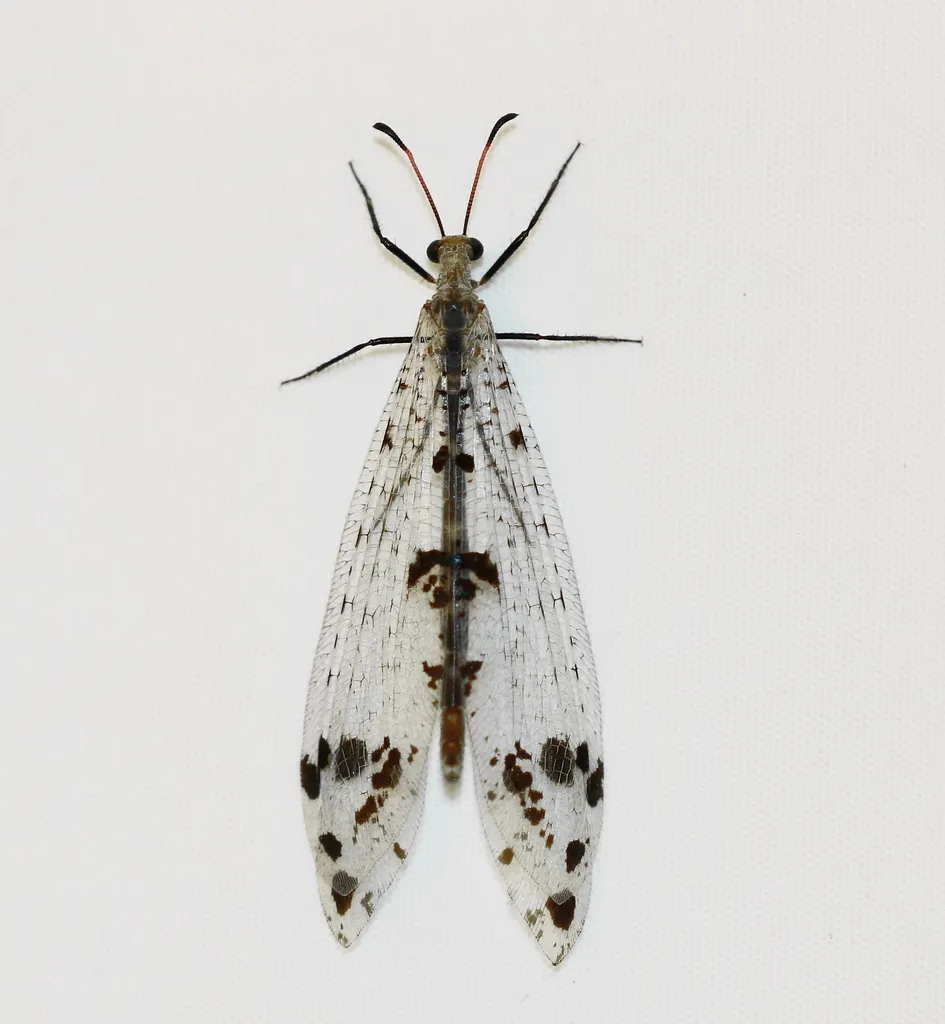 Spotted-winged Antlion - photo 2
