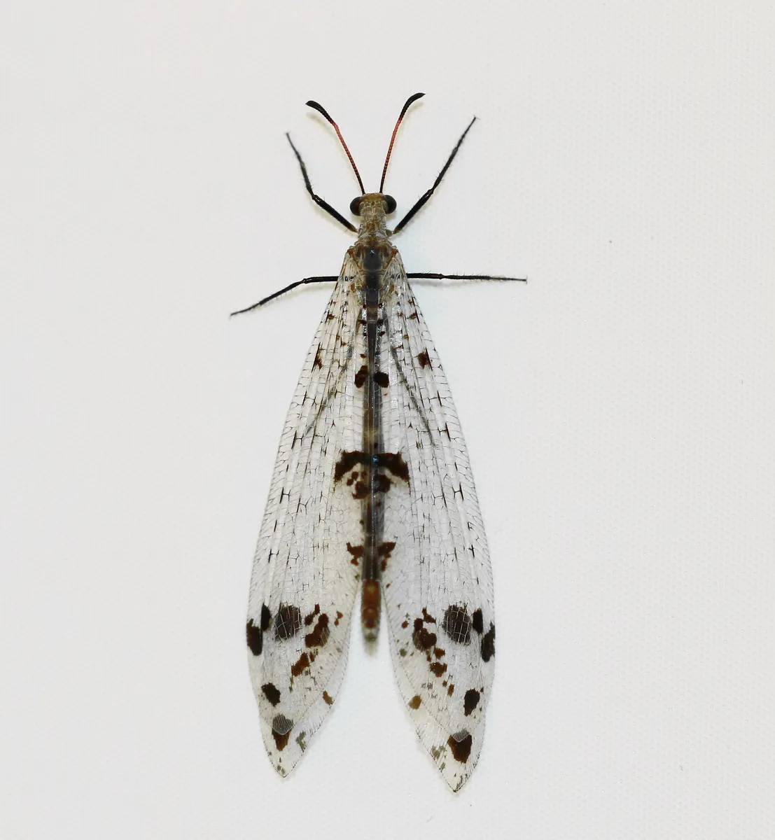 Spotted-winged Antlion - photo 3