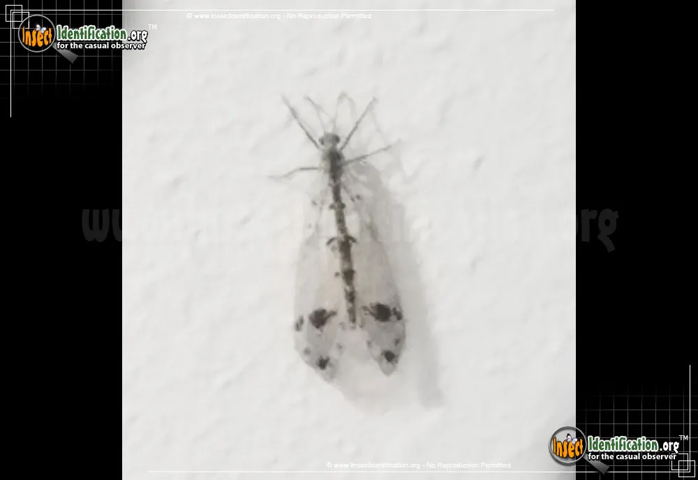 Spotted-winged Antlion - photo 4
