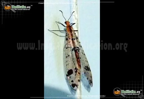 Spotted-winged Antlion - photo 5