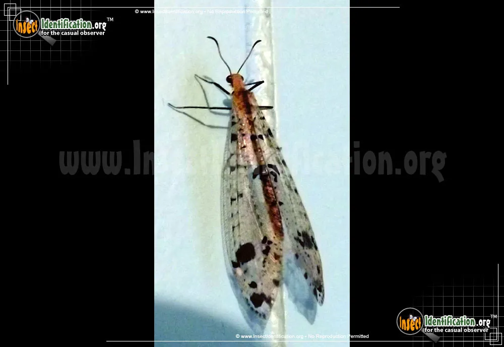 Spotted-winged Antlion - photo 6