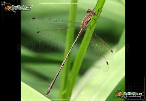Spreadwings - photo 2