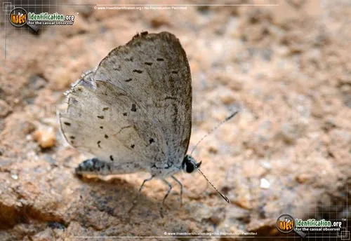 Spring Azure - photo 2