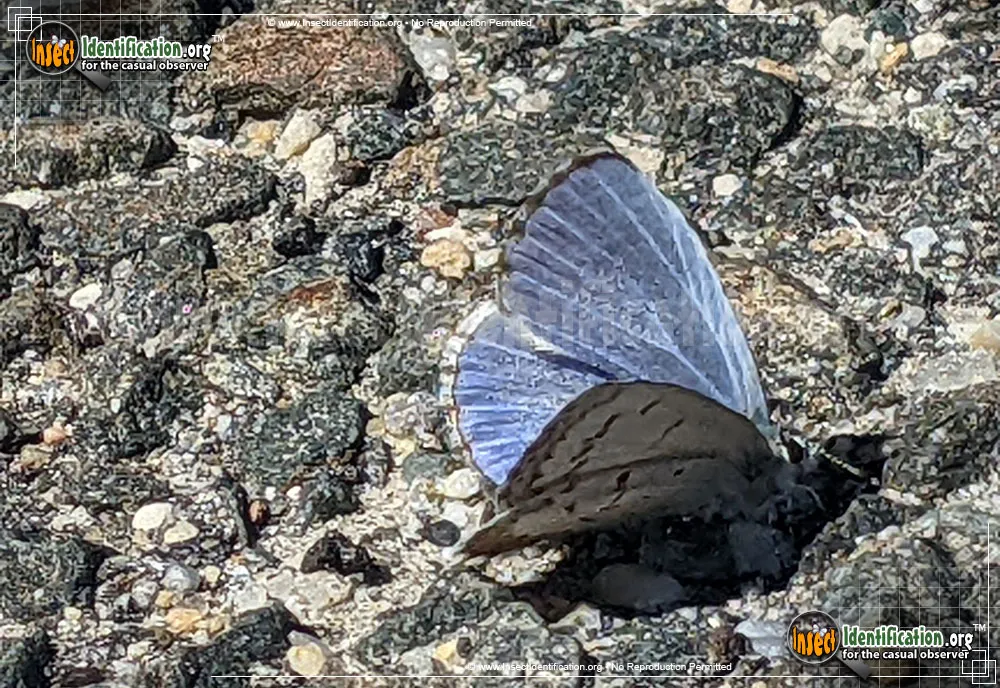 Spring Azure - photo 7