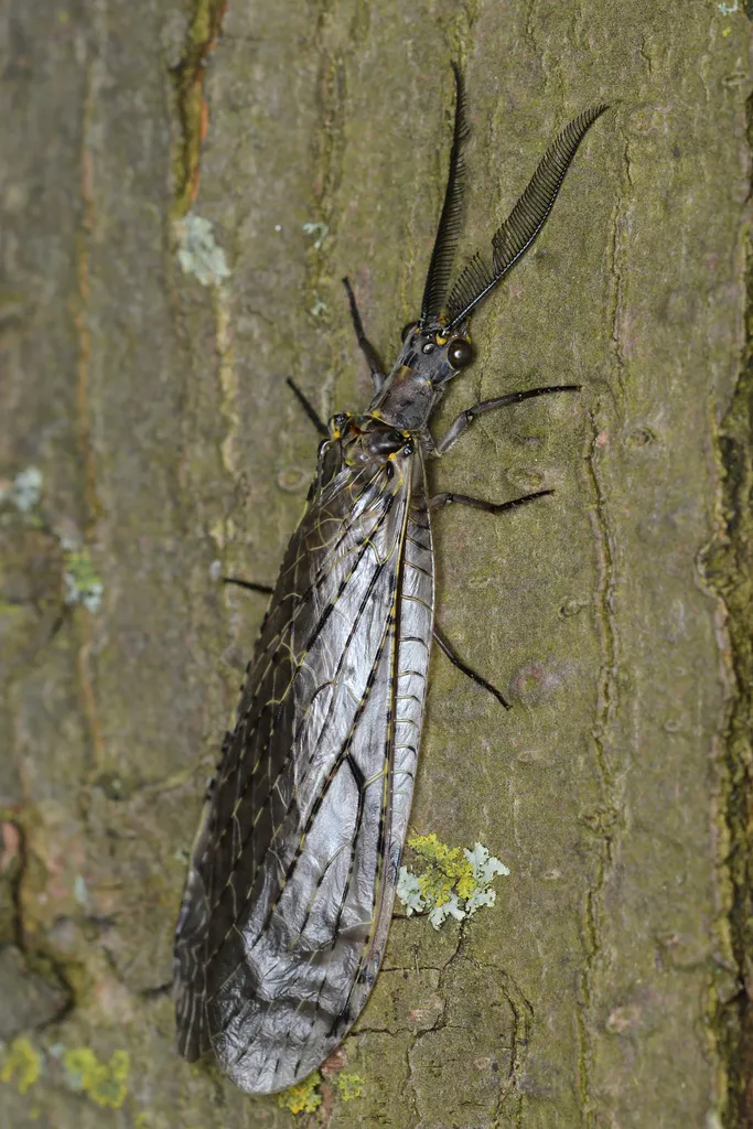 Spring Fishfly - photo 2
