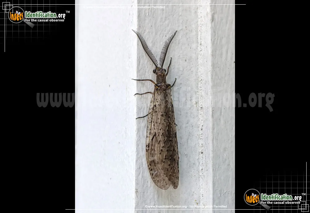 Spring Fishfly - photo 3