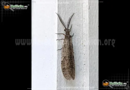 Spring Fishfly - photo 4