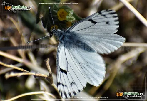 Spring White Butterfly - photo 2