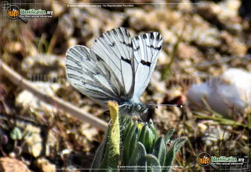 Spring White Butterfly - photo 4