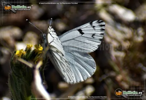 Spring White Butterfly - photo 6