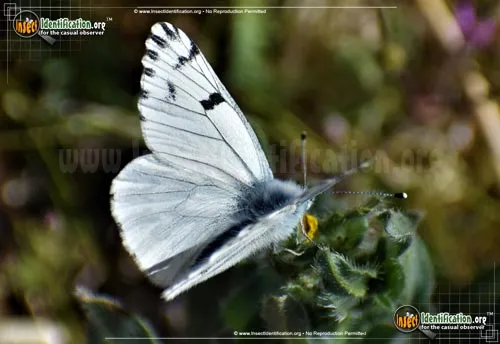 Spring White Butterfly - photo 8