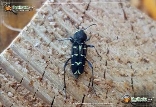 Spruce Zebra Beetle - photo 2