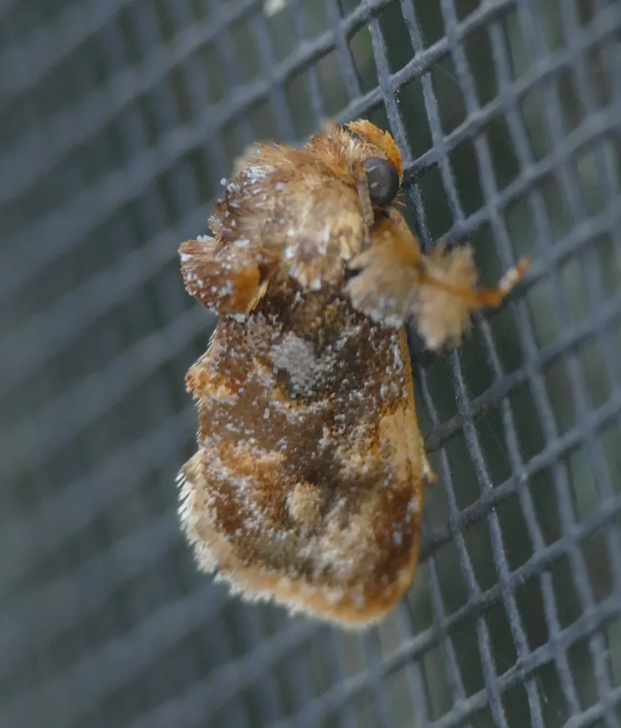 Spun Glass Slug Moth - photo 2