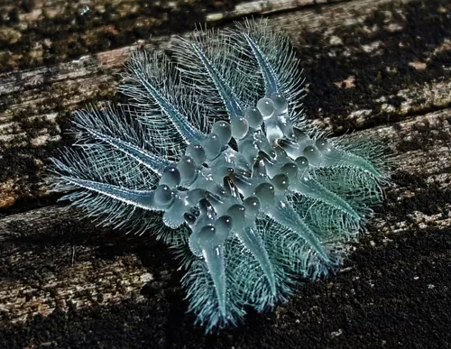 Spun Glass Slug Moth - photo 3