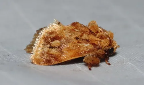 Spun Glass Slug Moth - photo 4