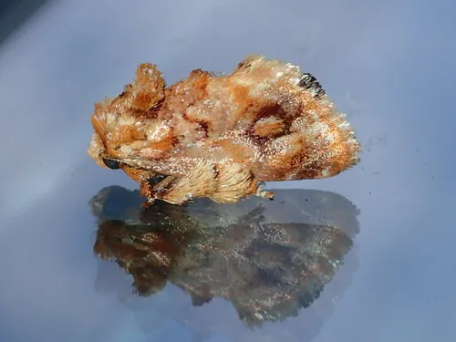 Spun Glass Slug Moth - photo 5