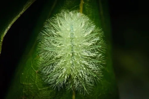 Spun Glass Slug Moth - photo 6