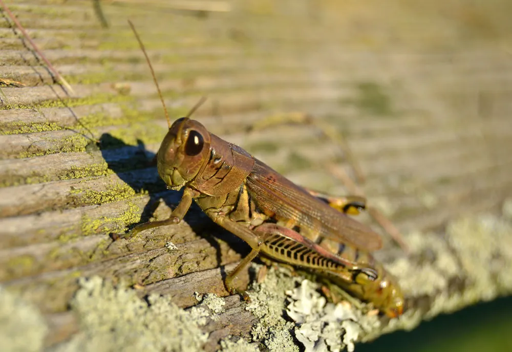 Spur-throated Grasshopper