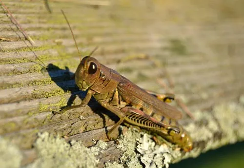 Spur-throated Grasshopper - photo 2