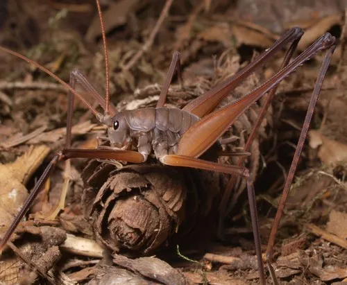 Square-legged Camel Cricket
