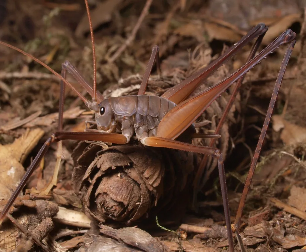 Square-legged Camel Cricket - photo 2