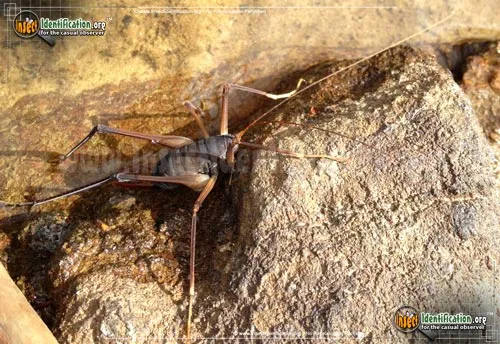 Square-legged Camel Cricket - photo 4