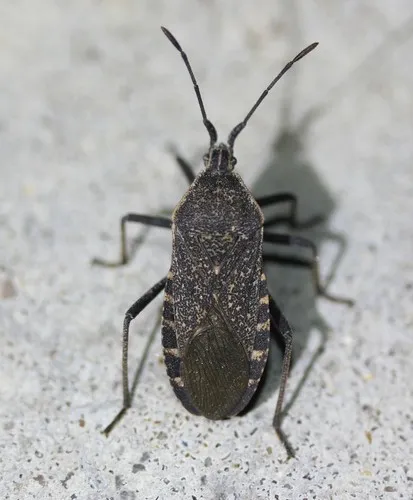 Squash Bug
