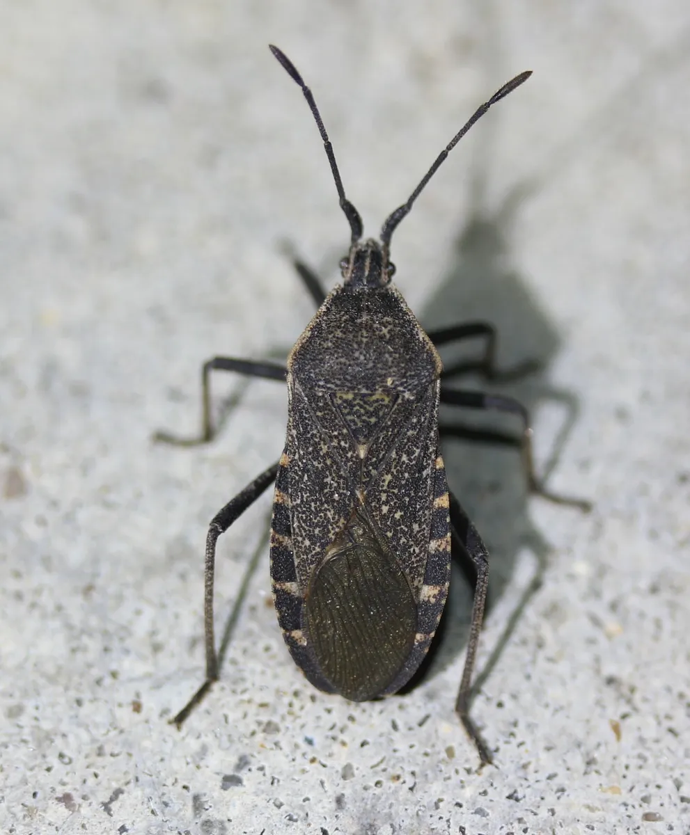Squash Bug - photo 3