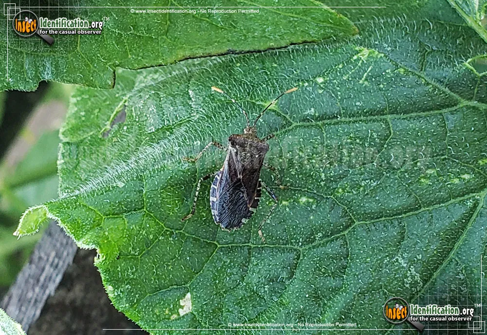 Squash Bug - photo 4