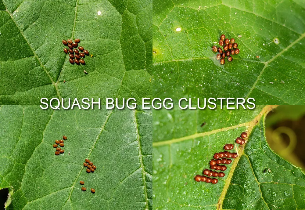 Squash Bug - photo 5