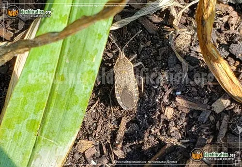 Squash Bug - photo 6